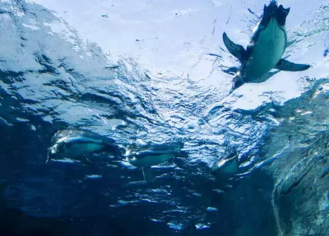 冬天去日本北海道的攻略,冬季日本北海道游记