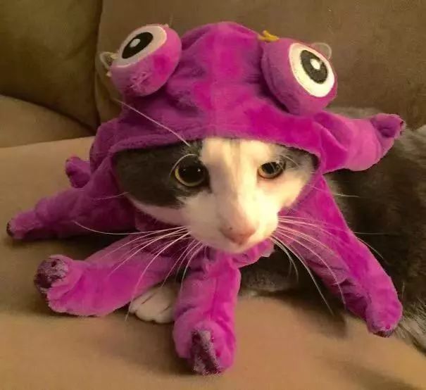 可爱猫咪万圣节,可爱的猫咪万圣节