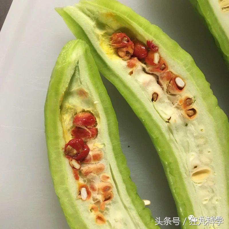西兰花里好多小虫子,西兰花里有虫子视频