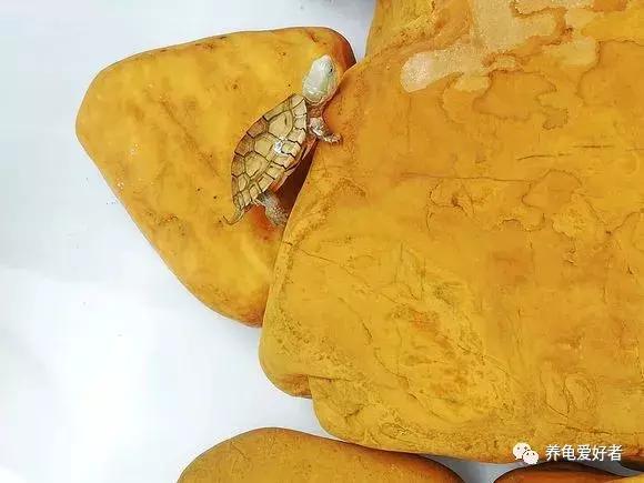 怎样解决龟苗生病的问题,怎么提高龟苗的存活率