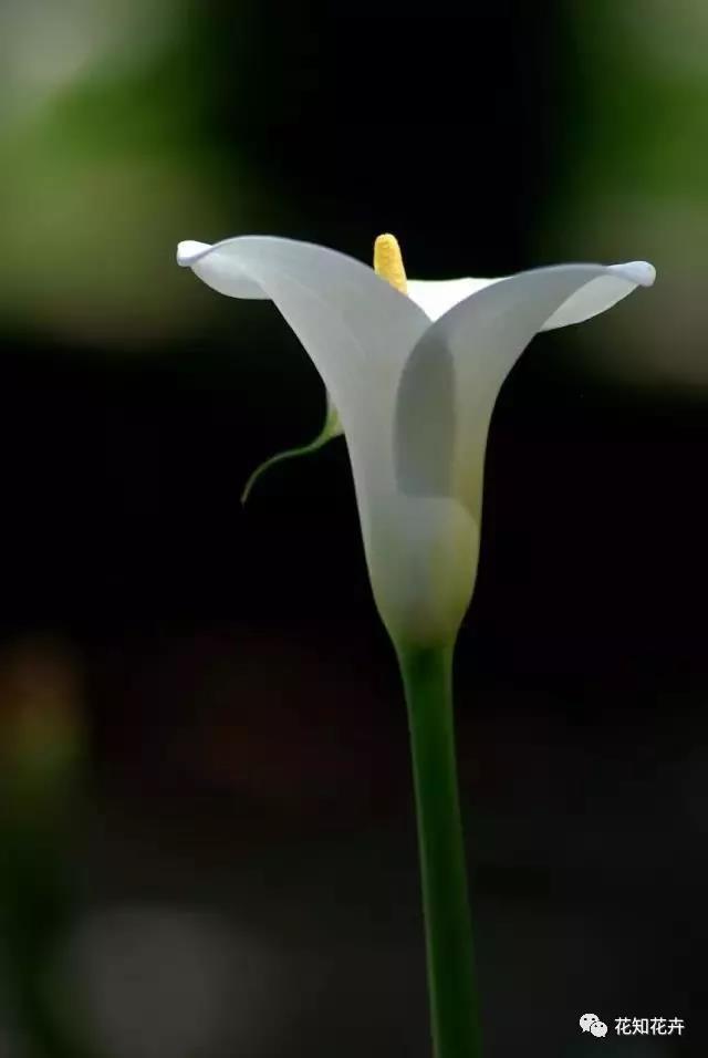 马蹄莲和海芋哪个贵,海芋和马蹄莲区别是什么