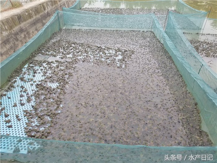 美国青蛙牛蛙的养殖效益,美国青蛙养殖