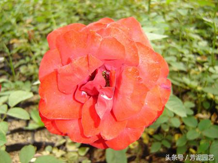 藤本月季修剪后注意事项,藤本月季小苗怎么修剪能尽快爬藤