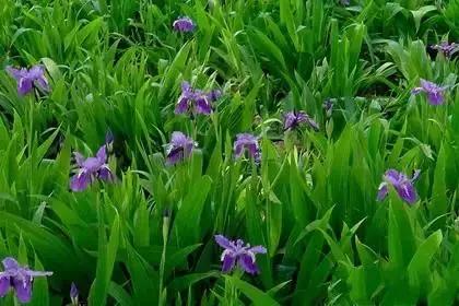 什么花朵的花语是救赎的花语,花语大全花的数量