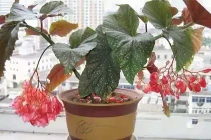 什么花朵的花语是救赎的花语,花语大全花的数量