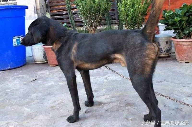 猎人最好用的狗,猎人最喜欢带的宠物