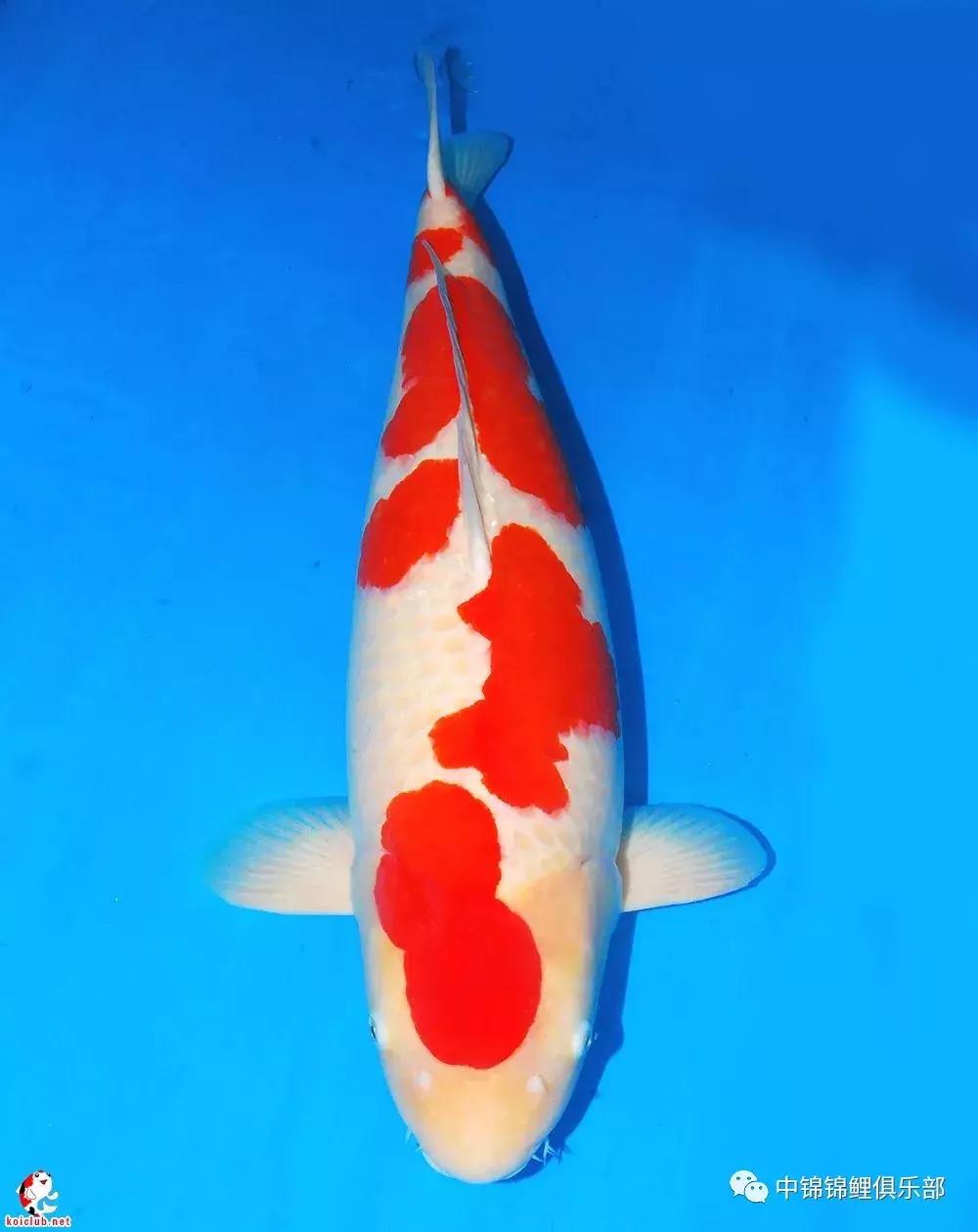 买锦鲤是集中买还是一条条买,买锦鲤买多大的合适