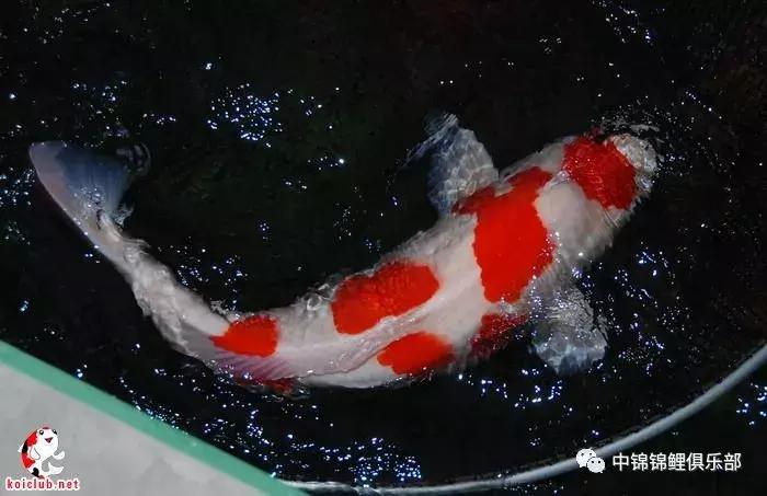 买锦鲤是集中买还是一条条买,买锦鲤买多大的合适