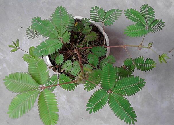 含羞草能过冬吗明年还能发芽吗,含羞草开花后会死吗