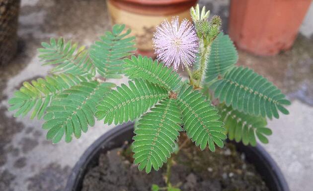含羞草能过冬吗明年还能发芽吗,含羞草开花后会死吗
