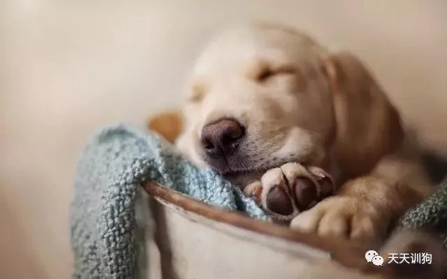 养狗知识博主推荐,养狗的注意事项和知识