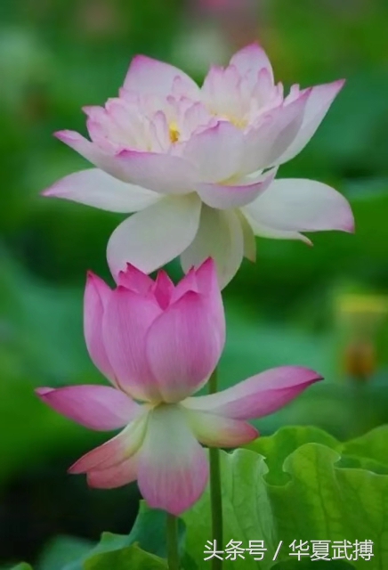 张国鹏钧瓷,张国鹏素描