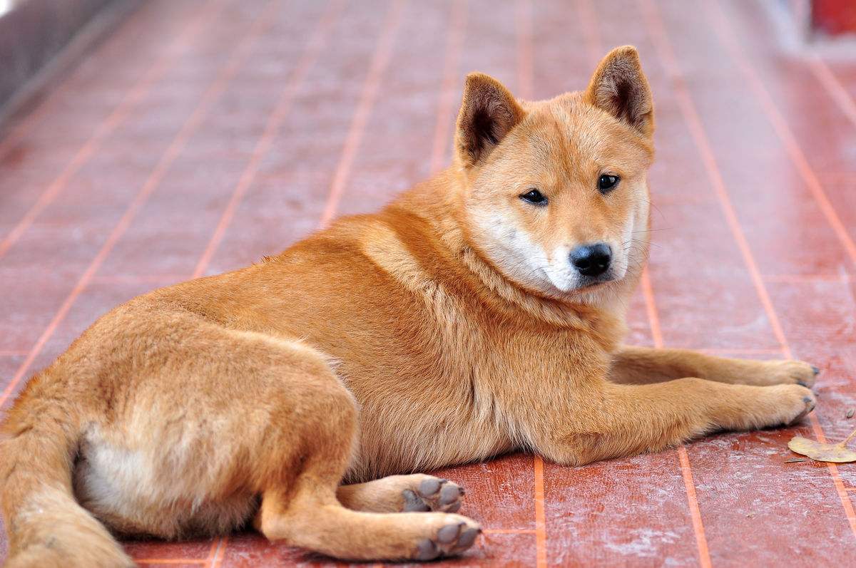 鸡防黄鼠狼最简单的方法,鸡为什么害怕黄鼠狼