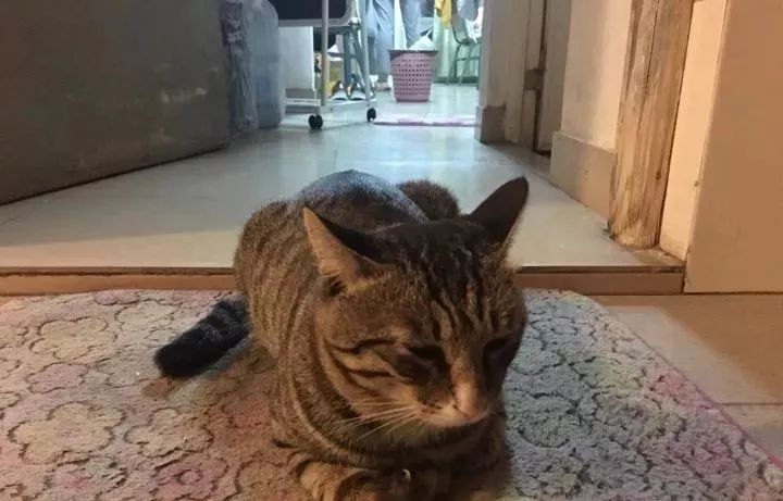总有一只情绪稳定的猫,一只很有格局的猫