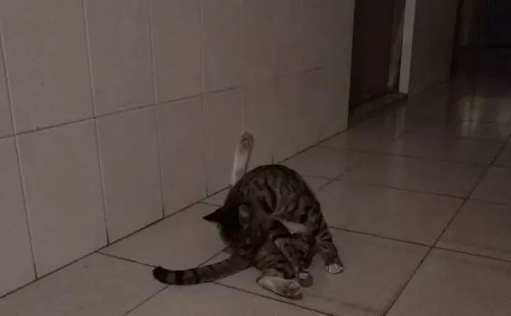 总有一只情绪稳定的猫,一只很有格局的猫