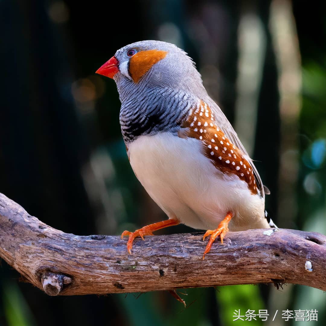 新手主人只要注意这些，就能跟天生胆小谨慎的珍珠鸟搞好关系啦！
