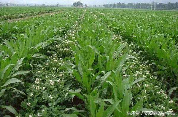 间作复种和套种有哪些好处,种了一辈子的地