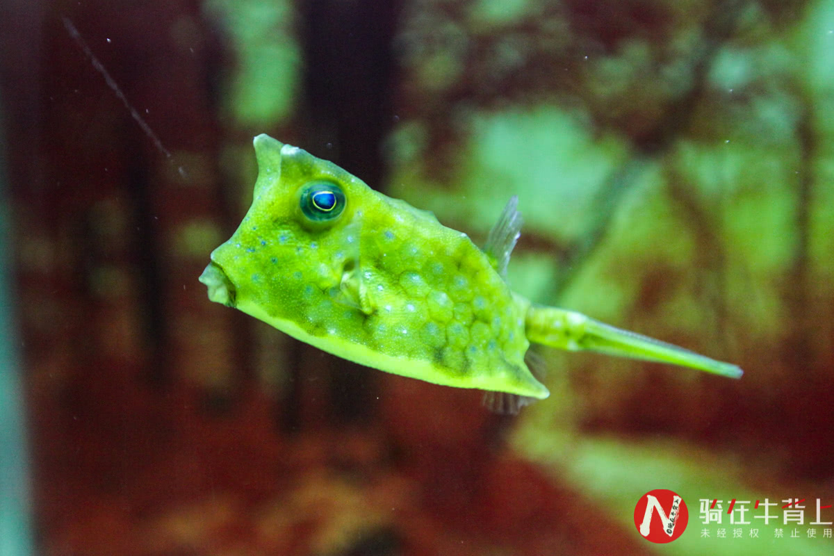 浙江性价比最高的海洋馆,高德免费预约台州海洋馆门票