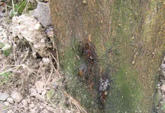 柑橘果实树脂病的各种症状,柚子树会有柑橘树脂病症状吗