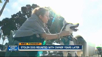 狗狗失踪2年重聚完整版,狗狗失踪两天还找得回来吗