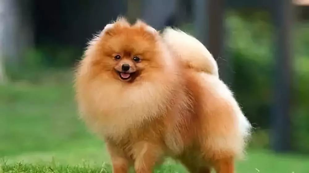 选购博美犬的3点基本常识,博美犬的基本知识