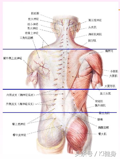 kiki健身背部展示,kiki健身肌肉什么水平