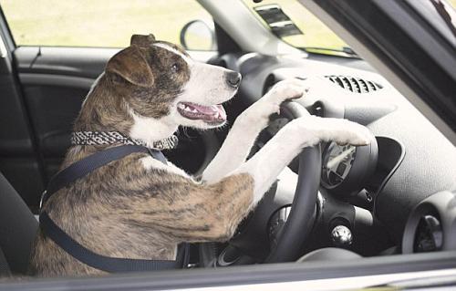 以租代购零首付买车套路,以租代购车靠谱还是零首付靠谱