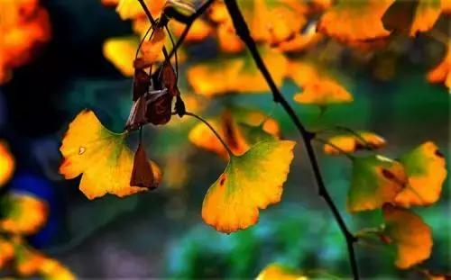 苏州上方山银杏景点,苏州银杏树拍照打卡攻略