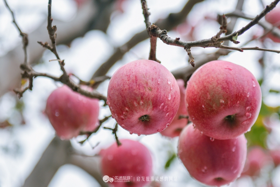 天下黄土第一塬甘肃庆阳,地球上黄土最厚的地方