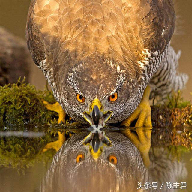 70张让人大开眼界的照片,50张让人惊艳的照片