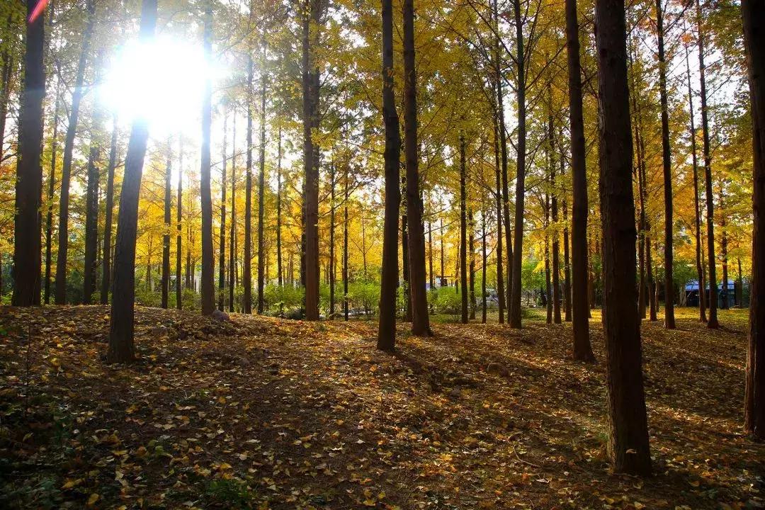 济南最美的银杏地图,济南看银杏最好的地方