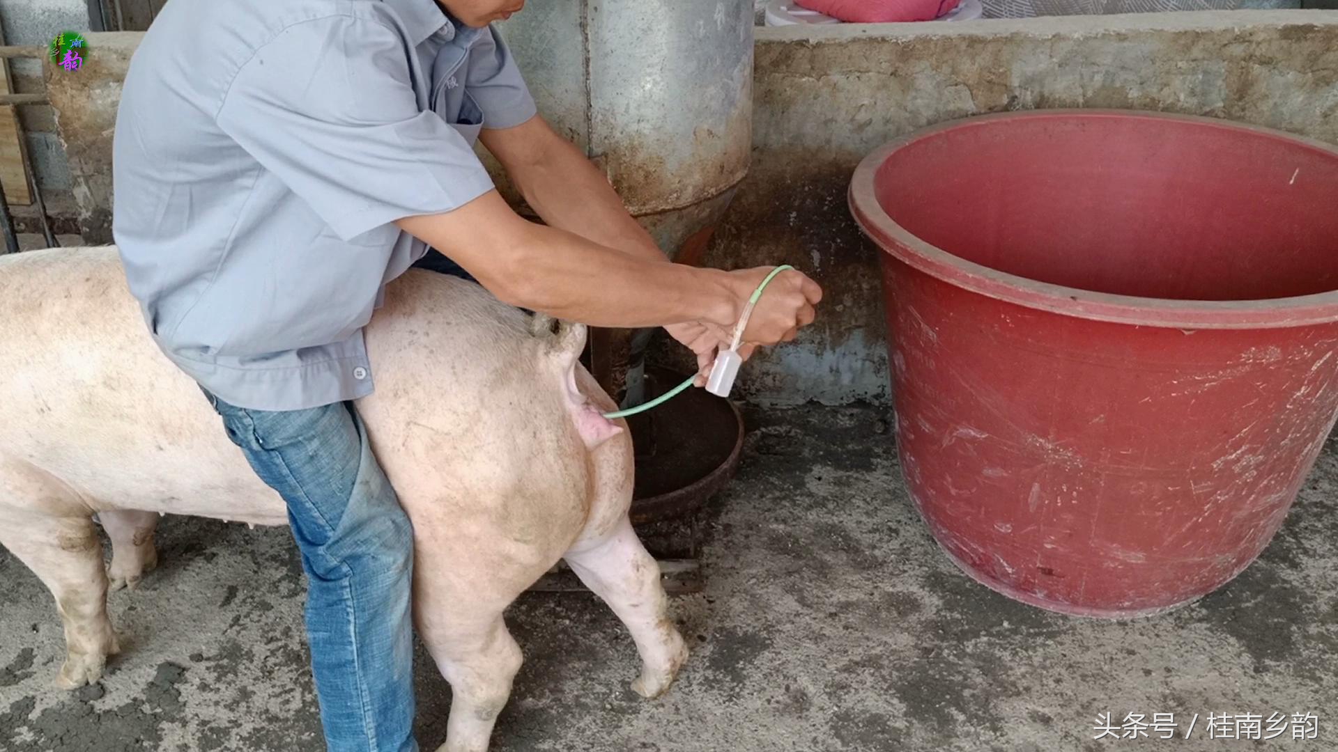 如何给母猪合理人工授精,怎么给母猪人工授精呢