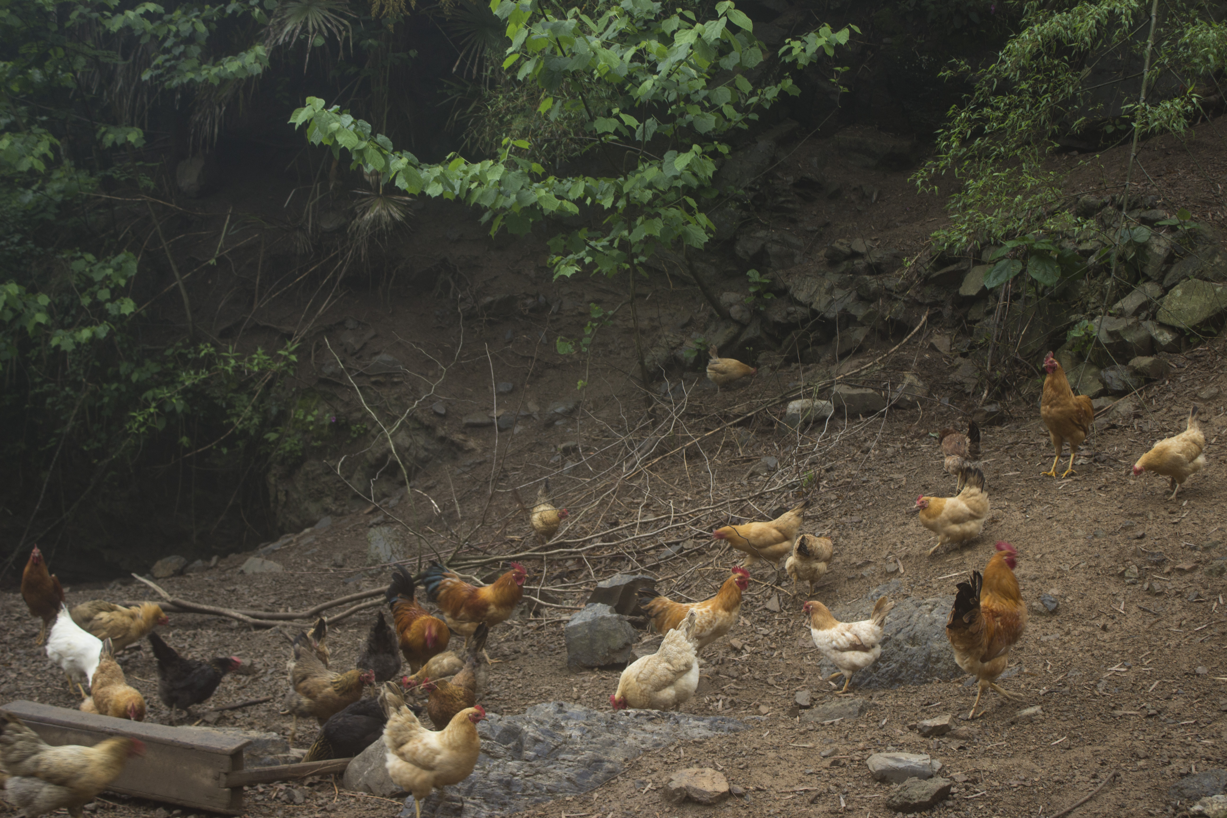 农村土鸡养殖现状及前景如何呢,农村土鸡养多久才好吃