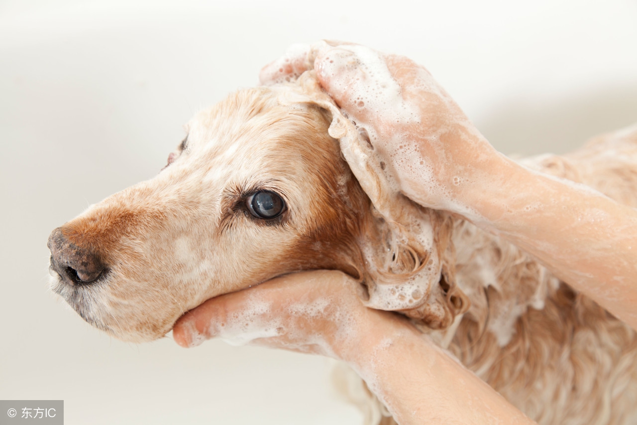 狗狗肚子很胀怎么帮助消化,狗狗胃胀气怎么缓解