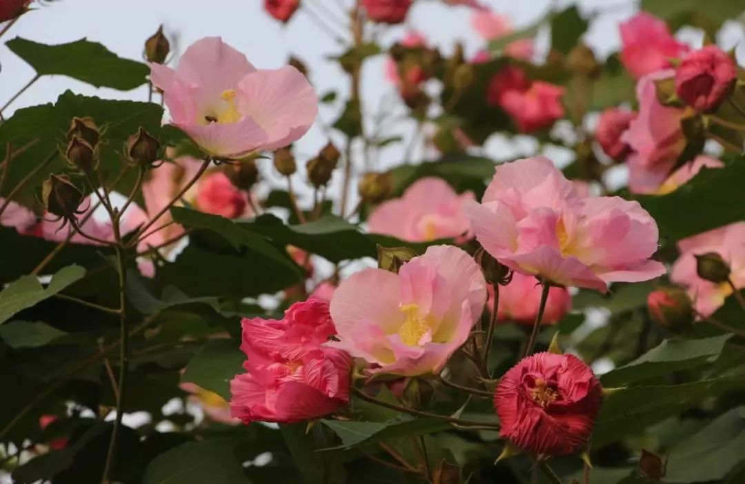 致世界文化名城成都，来自星巴克的邀请