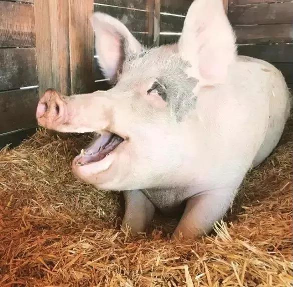 一头猪画画卖30万,一头猪随便画的画竟然要17万