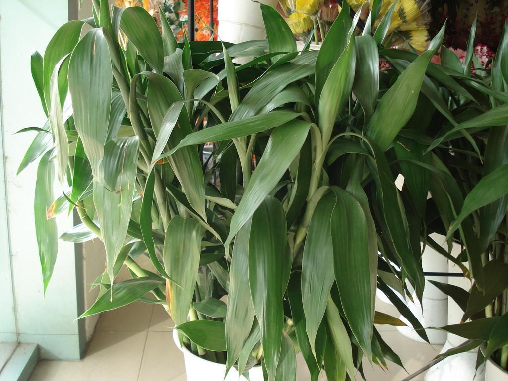 富贵竹养殖方法注意事项视频,富贵竹养殖的方法有哪些