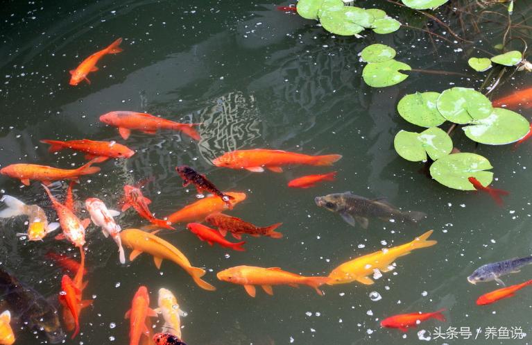 观赏鱼养一段时间为什么会死,观赏鱼养一段时间就死了怎么回事