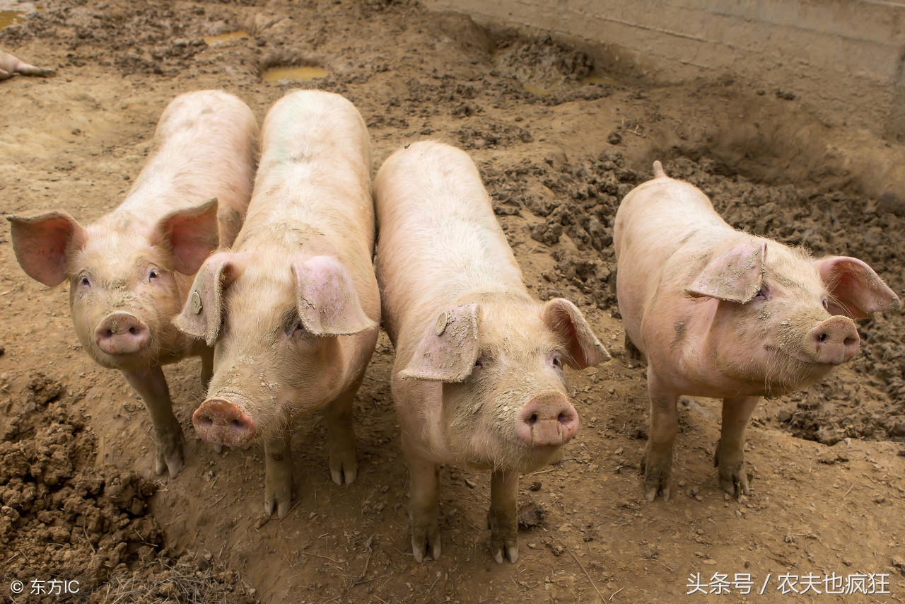 猪和牛哪个长得快,猪跟牛哪个活得久