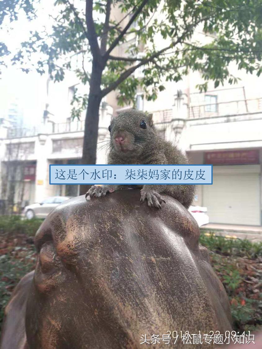 还没睁开眼的松鼠怎么养活,养三四十天的小松鼠要注意些什么