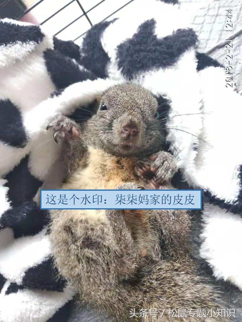 还没睁开眼的松鼠怎么养活,养三四十天的小松鼠要注意些什么