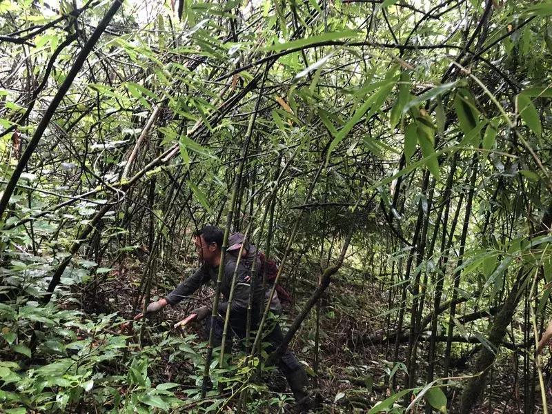 新鲜龙须笋的家常做法,龙须笋的正确食用方法