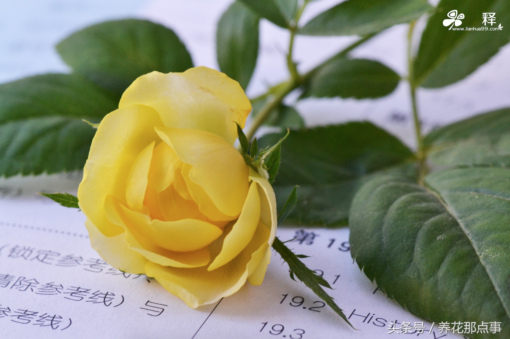 多肉、月季现在比白菜还便宜,曾经动辄上百元如今九块九包邮