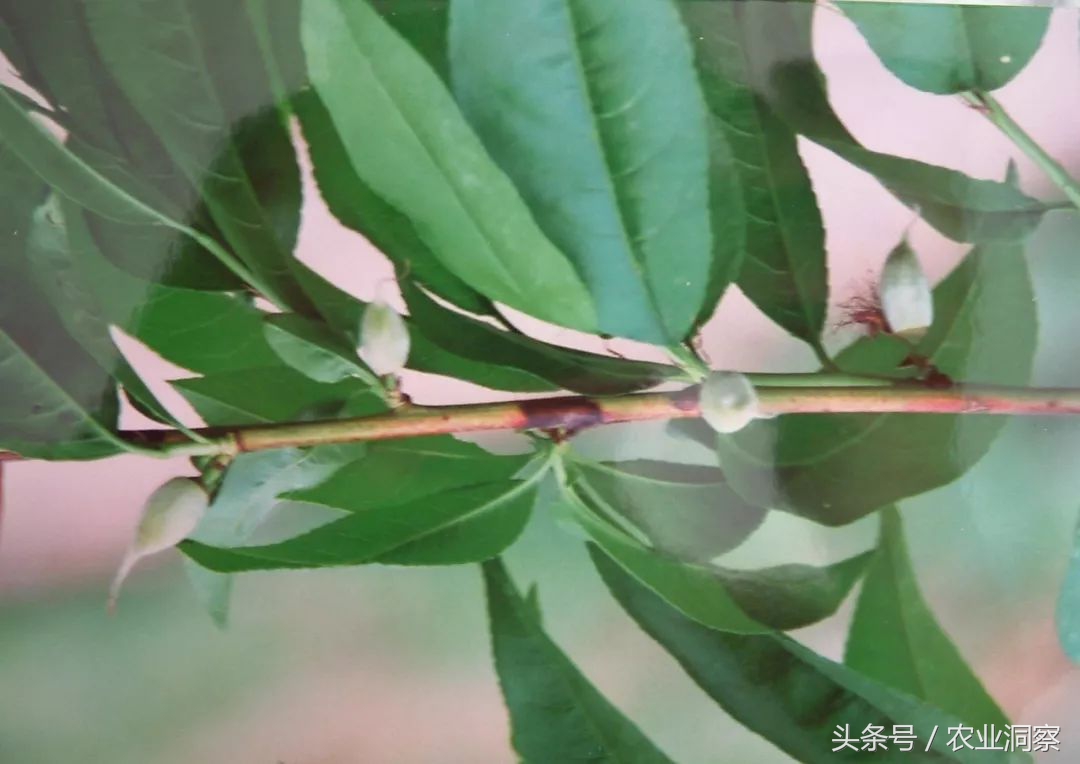 桃树增产，病害防治最重要！桃树黑星与细菌性穿孔病一篇就搞定！