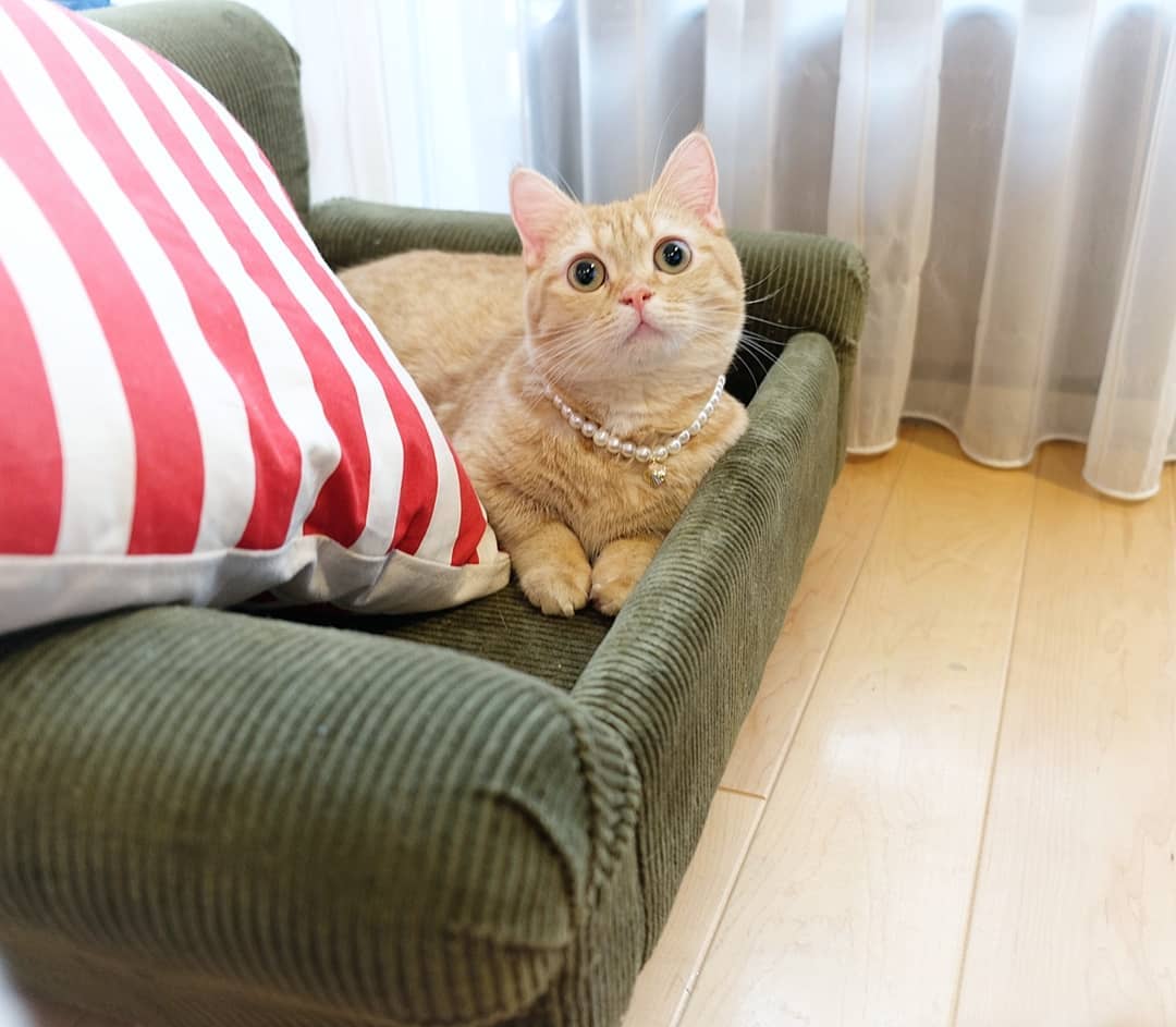 养猫的基础知识有哪些呢,养猫必须知道的几件事有哪些