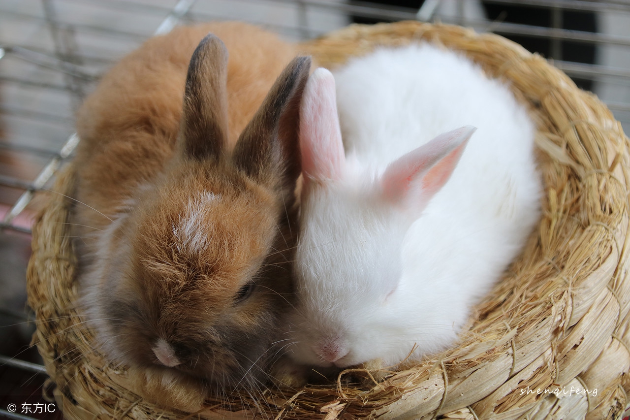 安哥拉兔需要喂什么吃的,安哥拉长毛兔怎么喂