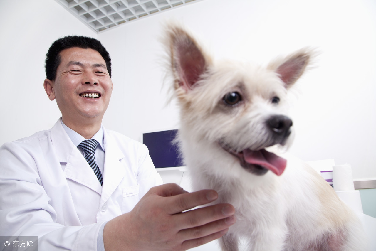 十日观察法能排除狂犬病吗,猫狂犬病十天观察法