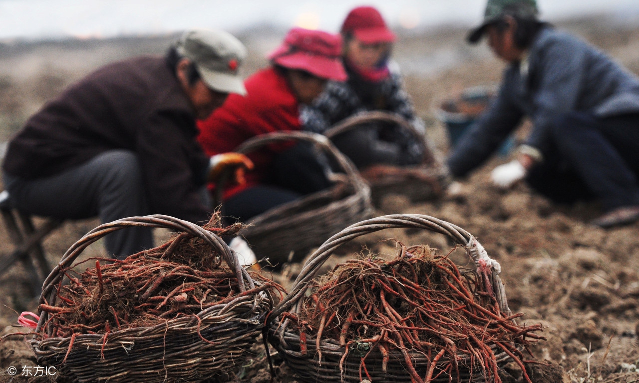 到农村返乡创业什么行业可行,回来农村创业做哪些稳妥