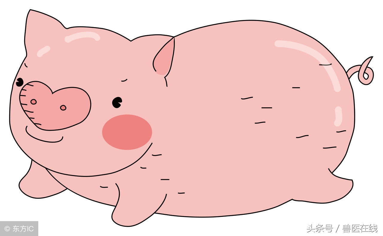 仔猪拉稀用什么药最见效呢,仔猪拉稀怎么治疗最好