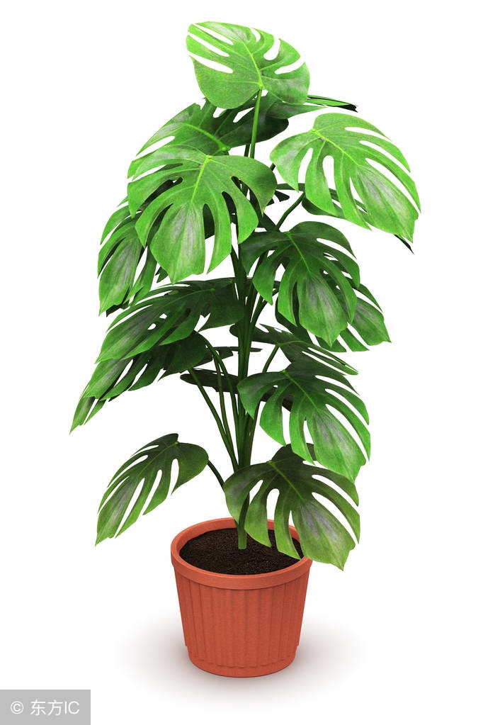 50种常见的球根花卉图片香雪兰,办公室常见花卉